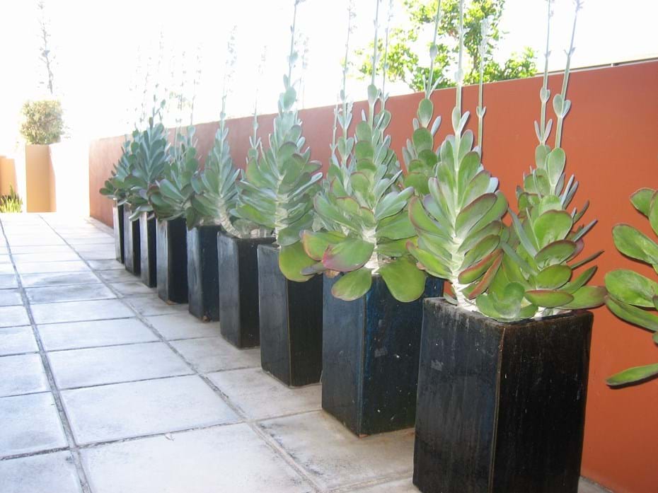 Pots | Kenchi Lifestyle Gardens | Gold Coast