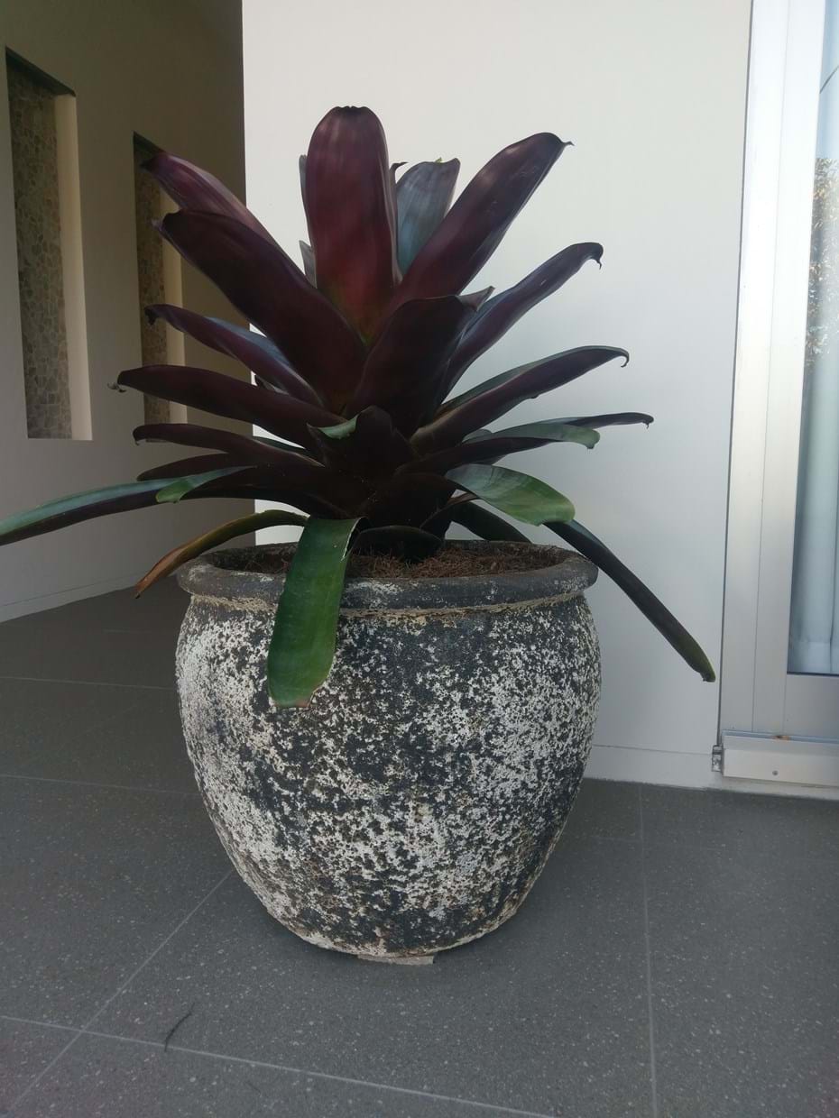 Pots | Kenchi Lifestyle Gardens | Gold Coast